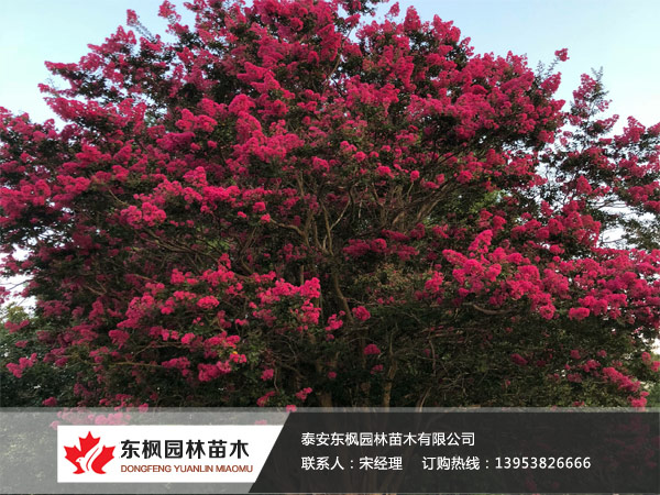 美國(guó)紫薇